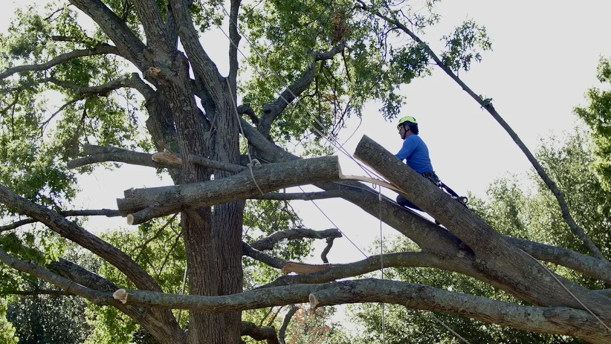 Professional Crown Thinning performed by certified arborists in Beach Lake